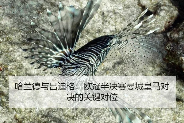 ha-lan-de-yu-lv-di-ge-ou-guan-ban-jue-sai-man-cheng-huang-ma-dui-jue-de-guan-jian-dui-wei-2-740.jpg